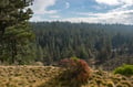 Views